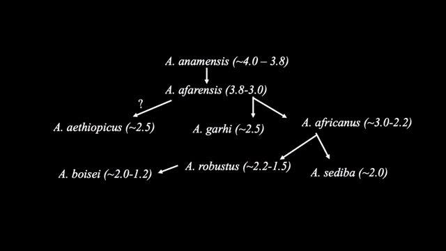 11 9 Paranthropus or Australopithecus смотреть онлайн