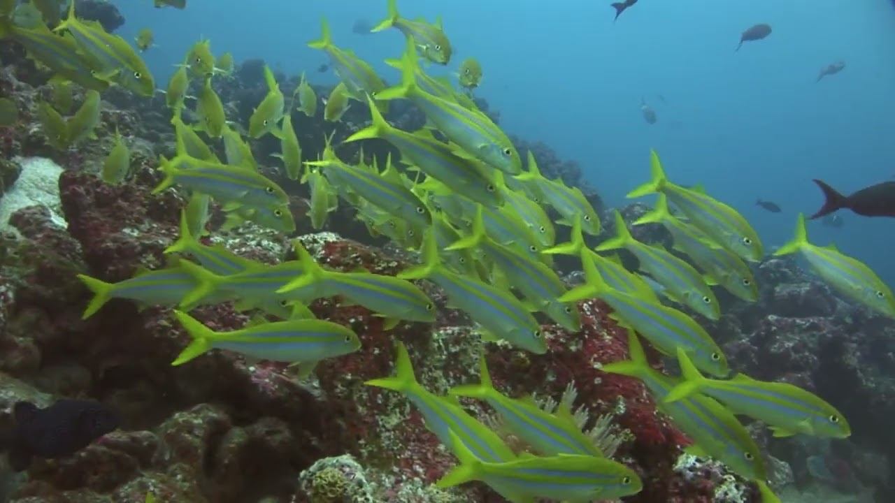 Galapagos 03 смотреть онлайн