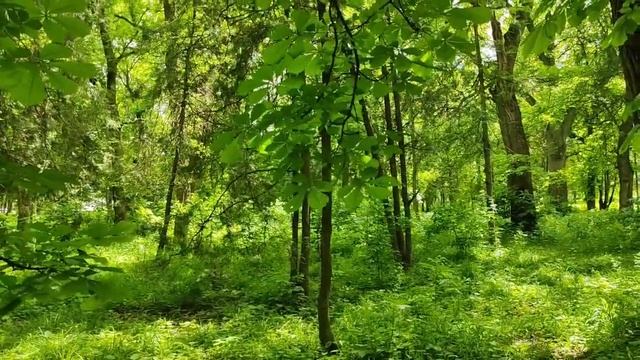 Лена LIFE // Шокирующие откровения// Обзор видео//