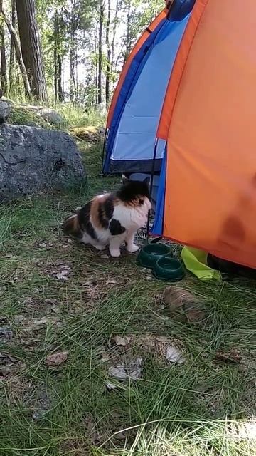 Кошка Нюша на Вуоксе🏞️🐈 #пушистыйдруг #вуокса #карельскийперешеек #поход #забавныекотики #скоролето смотреть онлайн