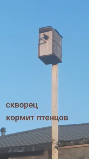 это полный скворечник🙂