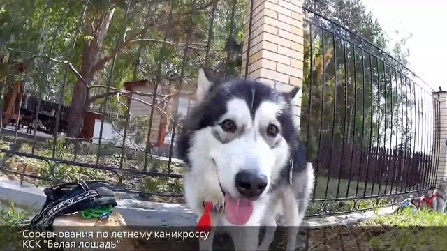 Соревнования по летнему каникроссу