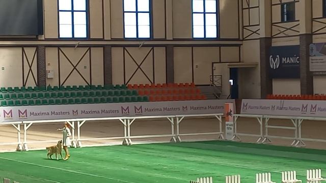 Танцы с собаками: «Матушка-Земля» Гелена Зырянова и ретривер Марс смотреть онлайн