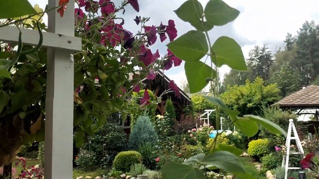 Мои перголы в саду/Отвечаю на вопросы подписчиков: мульчирование/ полив/ расстояние между розами смотреть онлайн