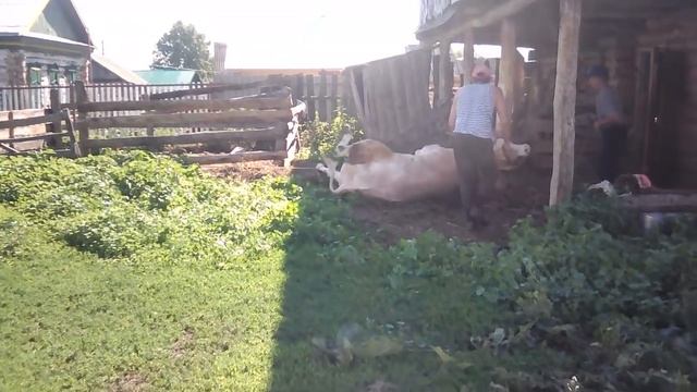 Когда режут корову? Первая часть. смотреть онлайн