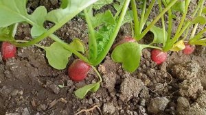 Почему редиска "пошла в дудку"? Что делать?