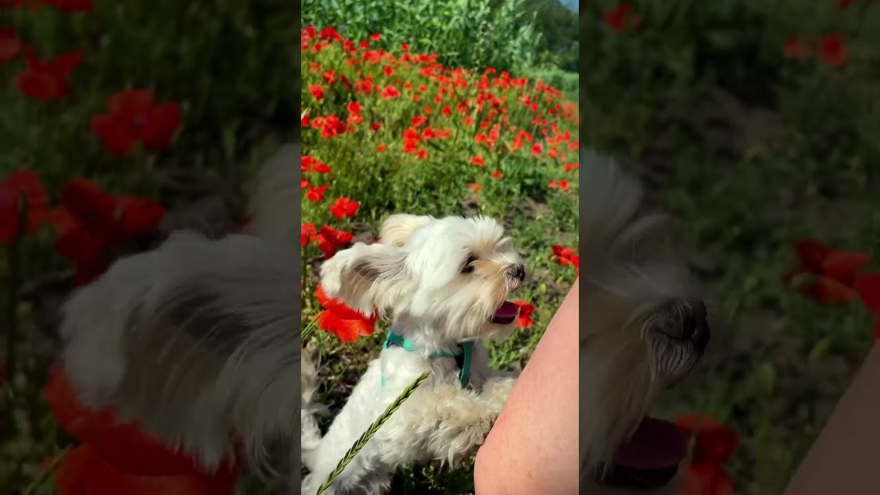 Лаки и маки #whitedog #yorkshire #funnydog #dog #puppy #terrier #poppy #flowers смотреть онлайн