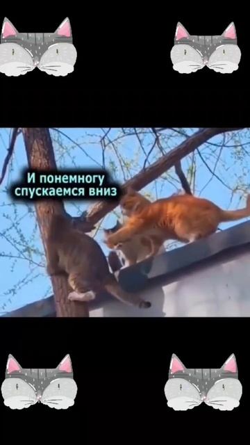 Как слезть с крыши