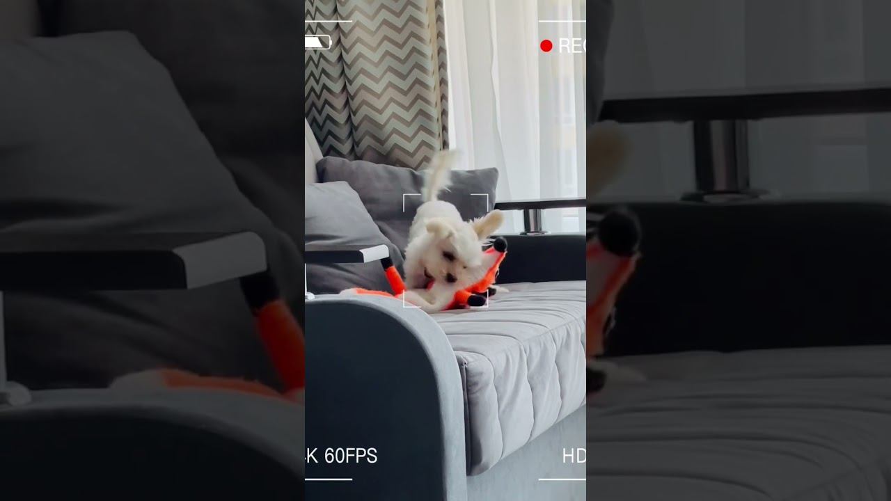 Пёс убийца #whitedog #terrier #funnydog #puppy #yorkshire смотреть онлайн