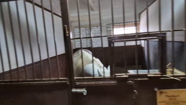 с. Троицкое. Конныйклуб 