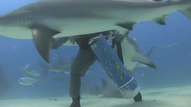 Shark Feeders смотреть онлайн