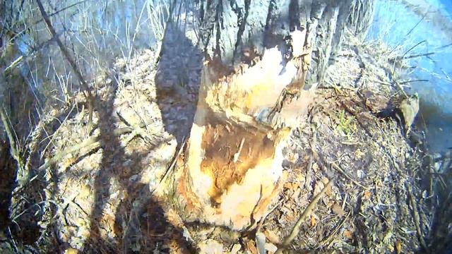 Щуки нет, идем на ТАРАНь. Типа: в темноте и гнилушка светит...bogomaz05 смотреть онлайн