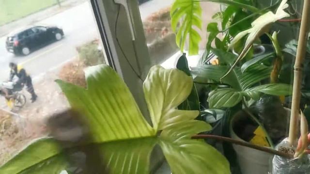 Big Philodendron Florida Ghost Blooming смотреть онлайн