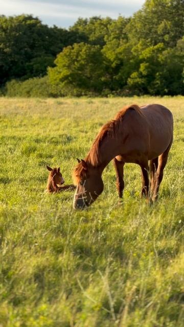 Дневной сон жеребенка (Ласка и Любимый) #horse #красота #природа #лошади #россия #конивека #конюшн смотреть онлайн