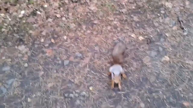 Белки и птицы, каменные палатки смотреть онлайн