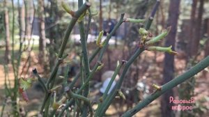 Открываем РОЗЫ в контейнерах ВЕСНА 2025