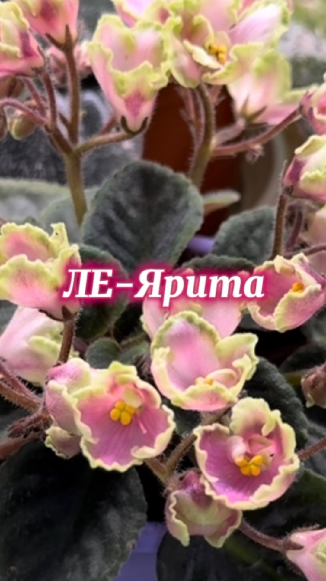 ЛЕ-Ярита, фиалка полумини