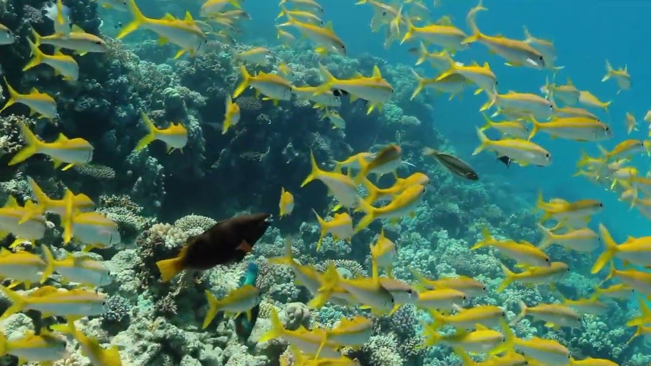 Red Sea 08 смотреть онлайн