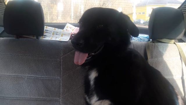 Едем с Мишей на рентген в г.Пермь смотреть онлайн