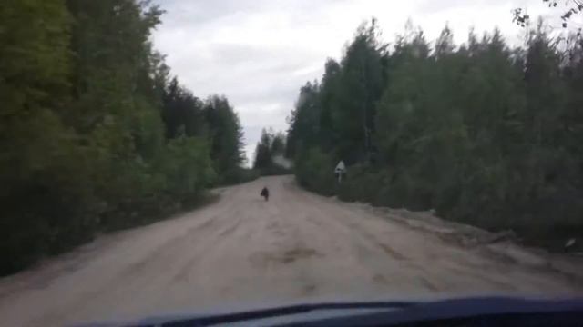Карельские медведи!!! Муезерский район!!! смотреть онлайн