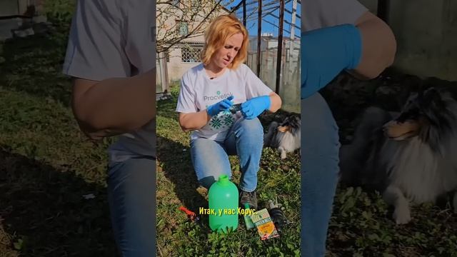 Вишня зацветает? Нужна обработка от опасной болезни, иначе ягод не будет! смотреть онлайн