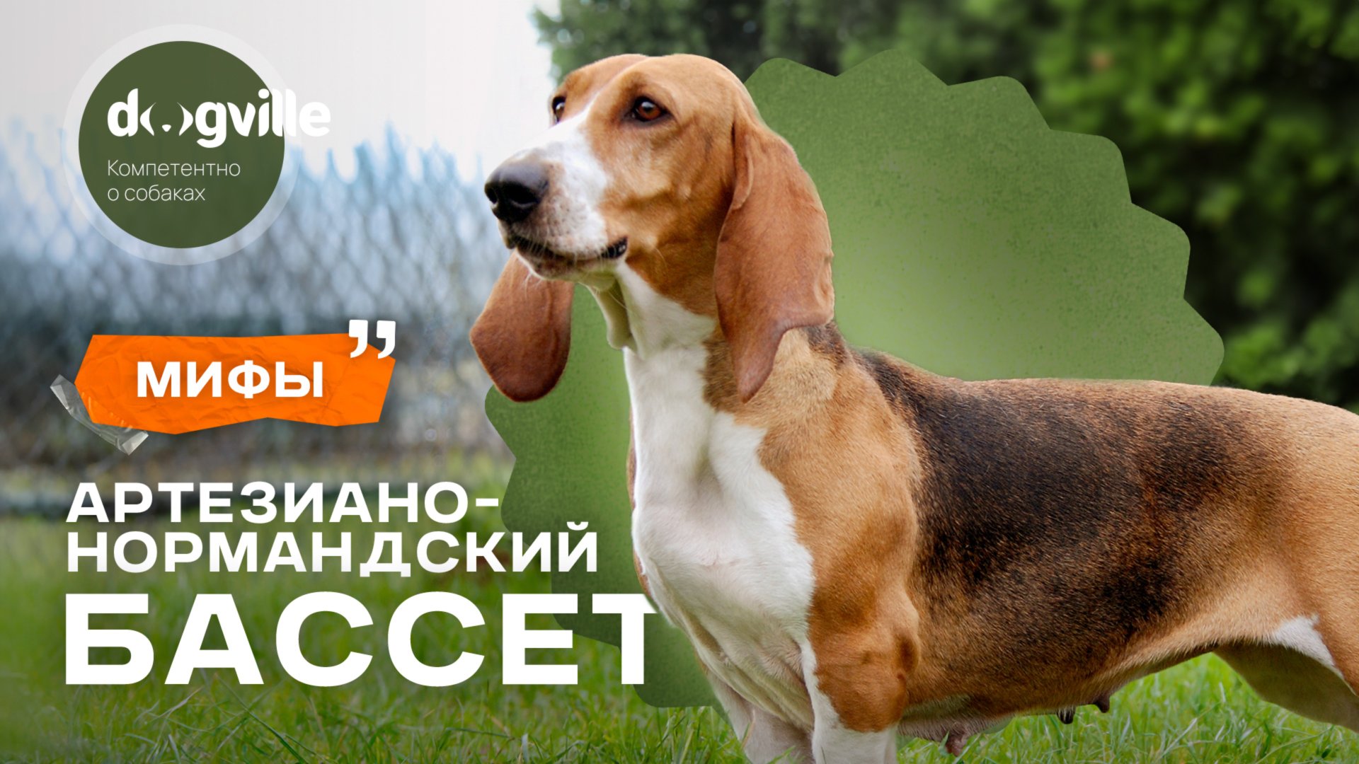 Мифы о породе Артезиано-нормандский бассет — с заводчиком