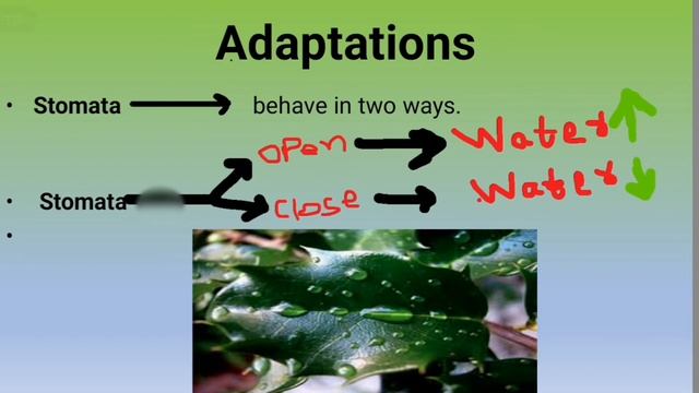 Osmoregulation in plants, Osmoregulation Fsc Biology |osmoregulation in plants ppt смотреть онлайн