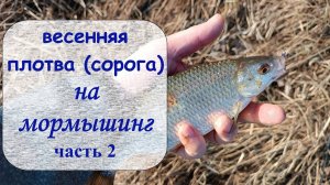 крупная весенняя плотва/сорога на мормышинг (часть 2)