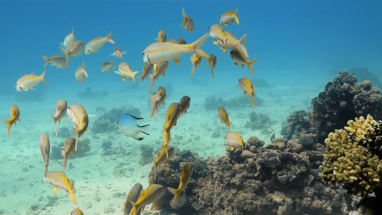 Red Sea 16 смотреть онлайн