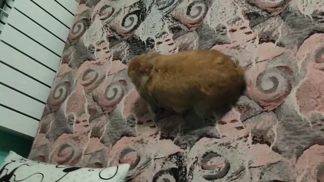 Крольчиха спрыгнула со спины смотреть онлайн