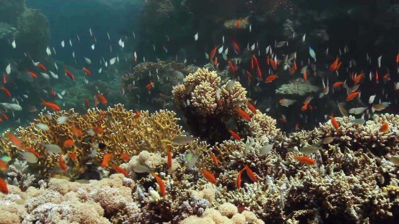 Red Sea 10 смотреть онлайн