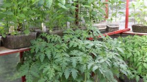 Моя рассада перед высадкой.