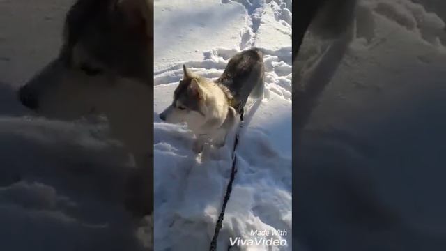 Хасюки и друг Бекон в сосновом бору смотреть онлайн