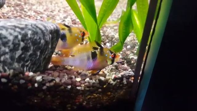 Мой Аквариум / Нерест Apistogramma Ramirezi / трагический конец (чясть 2) смотреть онлайн