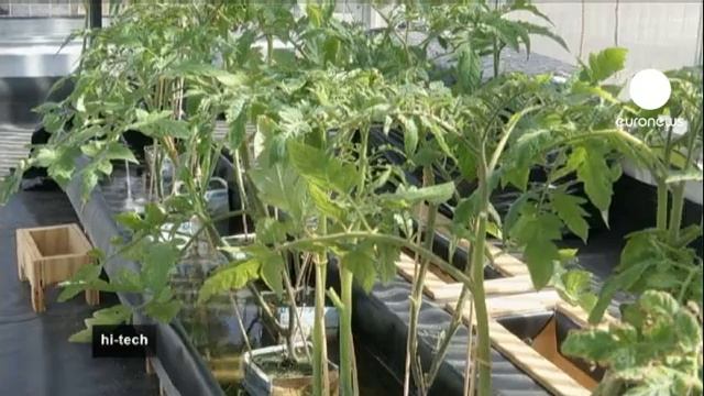 euronews hi-tech - Томаты на "рыбьем" жире смотреть онлайн