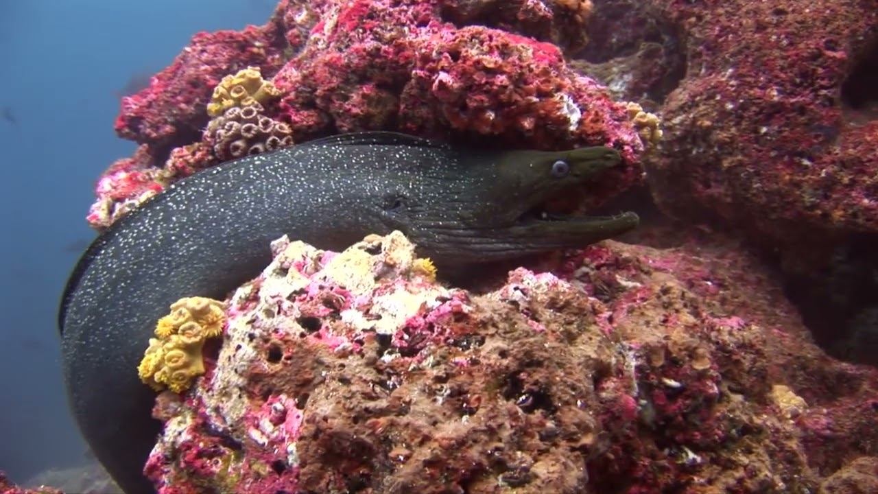 Galapagos 02 смотреть онлайн