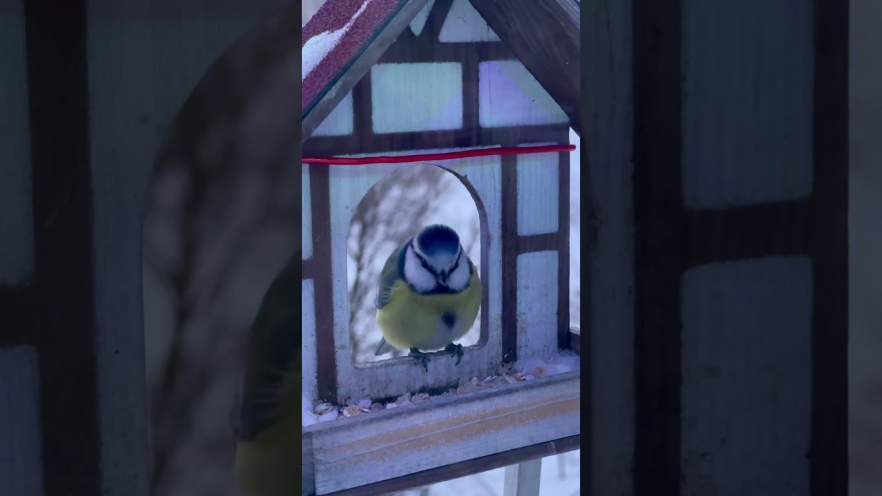 Овсянка , сэр #birdwatching #birds #лазоревка смотреть онлайн