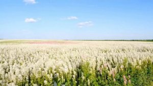 Поле гречихи ФУТАЖ