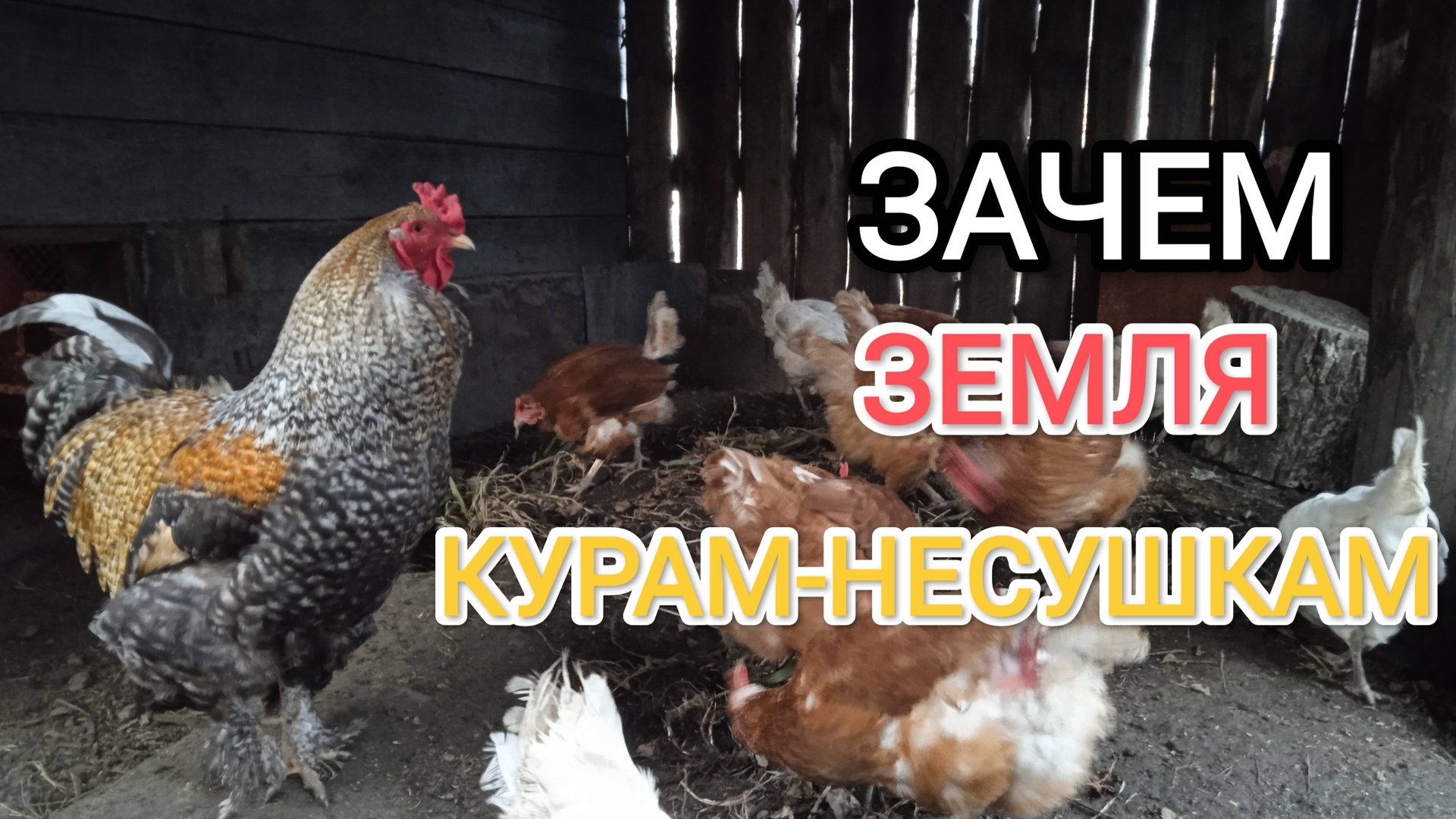 Куры-несушки Зачем давать им траву вместе с землей смотреть онлайн