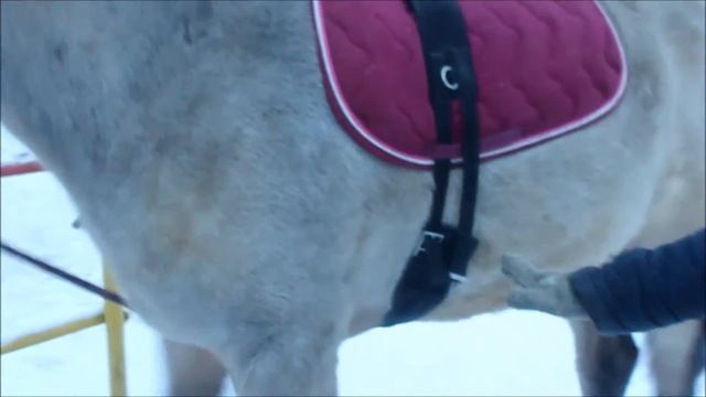 Обучение Дарчи. 16 выпуск. Приучение коня к гурте. смотреть онлайн