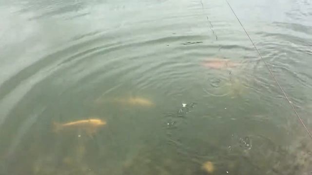 Рыбки в отеле Азимут, Сочи смотреть онлайн