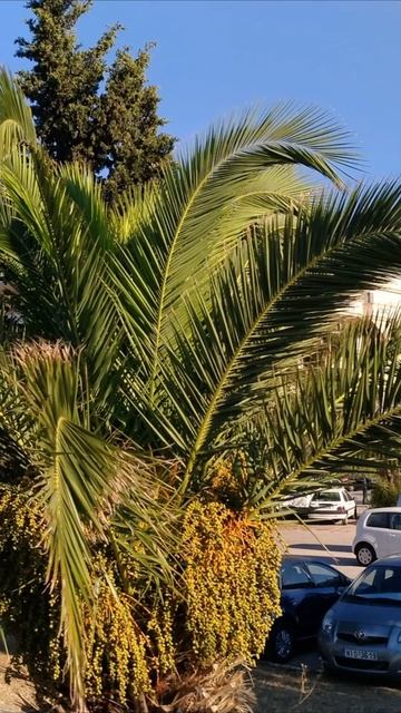 Яркие краски острова Корфу. Клуб путешествий смотреть онлайн