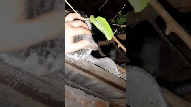 Дом для бездомыша Тимы крыша моего дома. смотреть онлайн