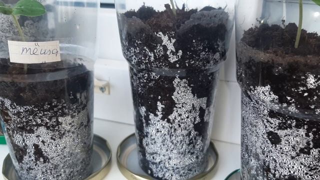 ПОЧЕМУ ОГУРЦЫ ВЫТЯГИВАЮТСЯ?ЧТО НЕ ТАК?ЧТО ДЕЛАТЬ?