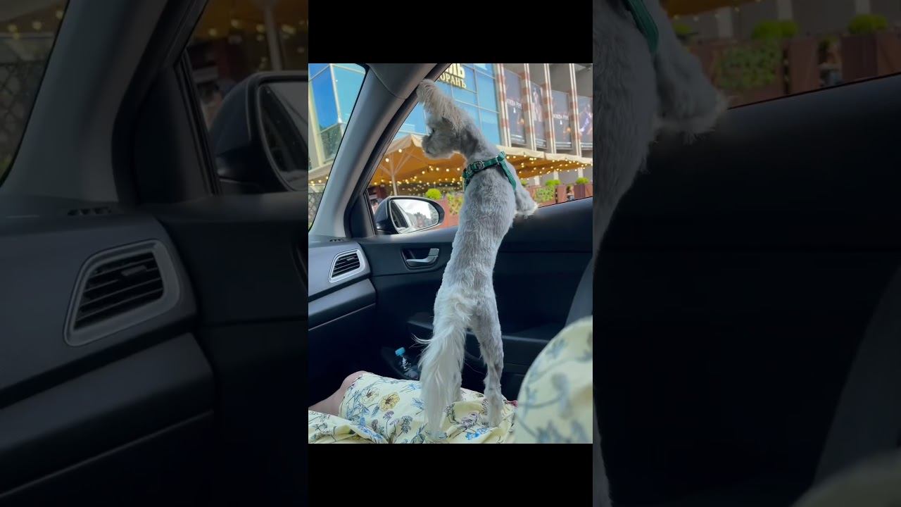 #whitedog #yorkshire #funnydog #dog #puppy #terrier смотреть онлайн