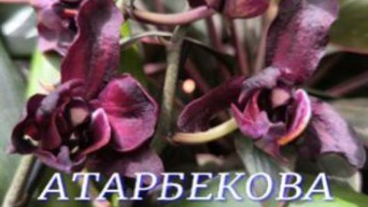 №1070/ СВЕЖАЯ поставка КРАСИВЫХ орхидей в с/ц на АТАРБЕКОВА смотреть онлайн