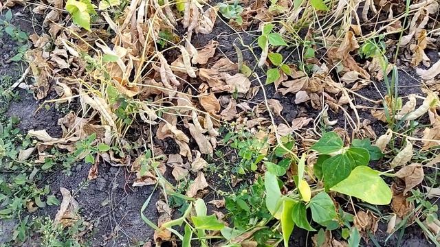 🌿🌿ФАСОЛЬ БОРЛОТТО. УРОЖАЙНОСТЬ СОРТА. СОБИРАЕМ ЛОПАТКИ НА СЕМЕНА смотреть онлайн