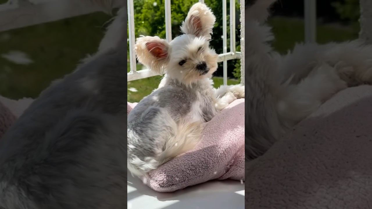 https://t.me/luckyTrips39 #белыйЙорк #whiteYork #Yorkie #Yorkshire #GoldDust #белый #йорк смотреть онлайн