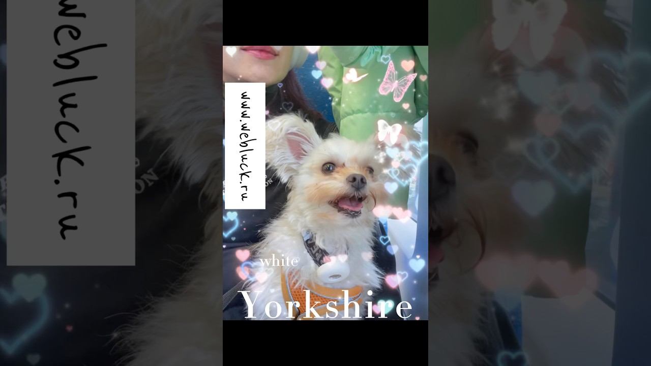 #yorkshire #yorkie #yorkshireterrier #puppy #white #whiteDog #whiteYork смотреть онлайн