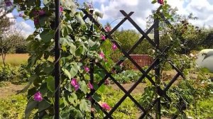 Идея для вашего сада: переносные шпалеры вместо забора. Отгораживаем зону отдыха от огорода